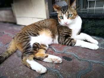 Portrait of cat sitting outdoors