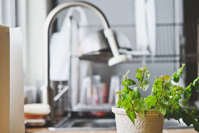 Close-up of potted plant at kitchen