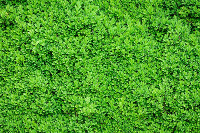 Textured background of many green leaves in shrubs that grow in a hedge or hedgerow in spring garden