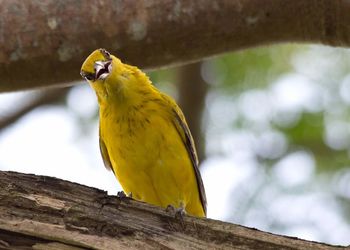 Close-up of bird perching on yellow outdoors