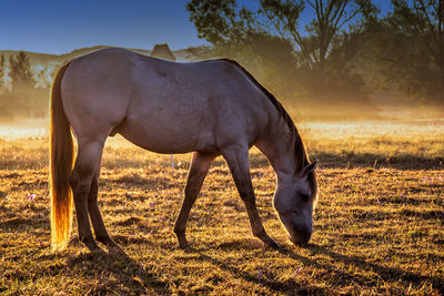 Horse grazing in a field