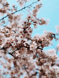 Close-up of cherry blossom