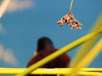 Low angle view of autumn leaf against sky