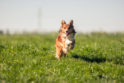 Dog running on field