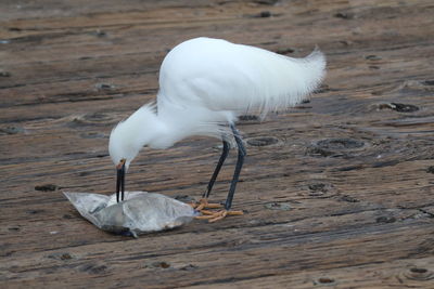 Close-up of white bird perching on pier