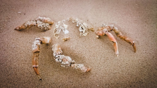 Close-up of crab on sand