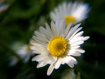 Close-up of white flower blooming outdoors