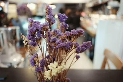 Close-up of purple flowers