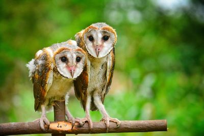 Close-up of birds perching on wood