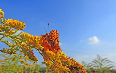 Close-up of yellow flowering plant against blue sky