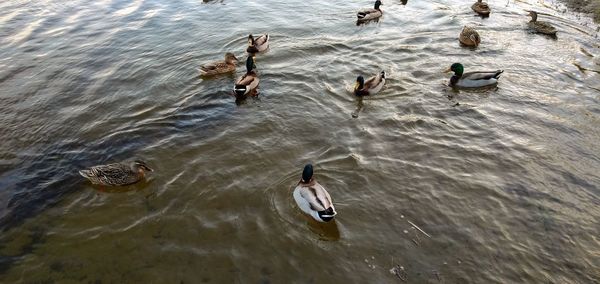 High angle view of ducks swimming in lake