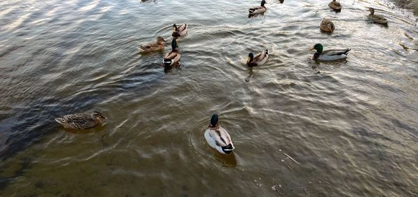 High angle view of ducks swimming in lake