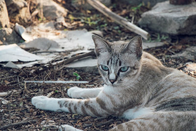 Portrait of a cat lying on field