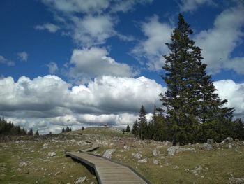 Scenic view of pine trees against sky during winter