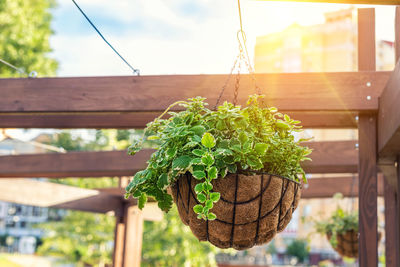 Close-up of potted plant hanging