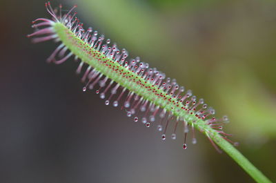 Close-up of plant