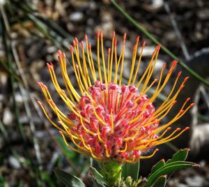 Close-up of red flower