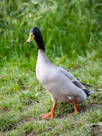 Close-up of duck on field