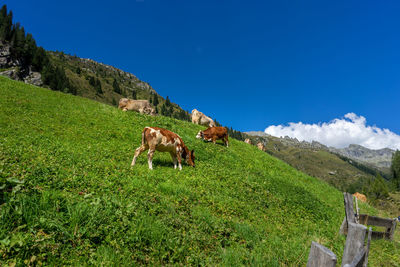 View of cow on landscape against blue sky
