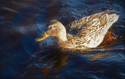 High angle view of duck swimming in lake