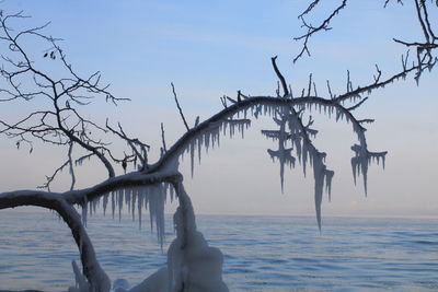 Bare tree by frozen sea against sky