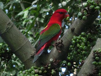 Close-up of parrot perching on tree