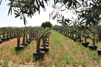 Scenic view of agricultural field against clear sky