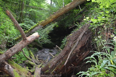 View of trees in forest