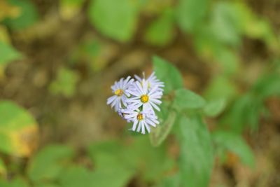 Close-up of flower blooming outdoors