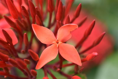 Close-up of red flowering plant