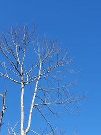 Low angle view of bare tree against clear blue sky