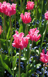 Close-up of pink flowers blooming outdoors