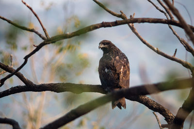 Bird perching on branch