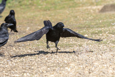 Black birds on a land