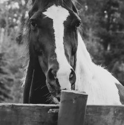 View of horse in ranch