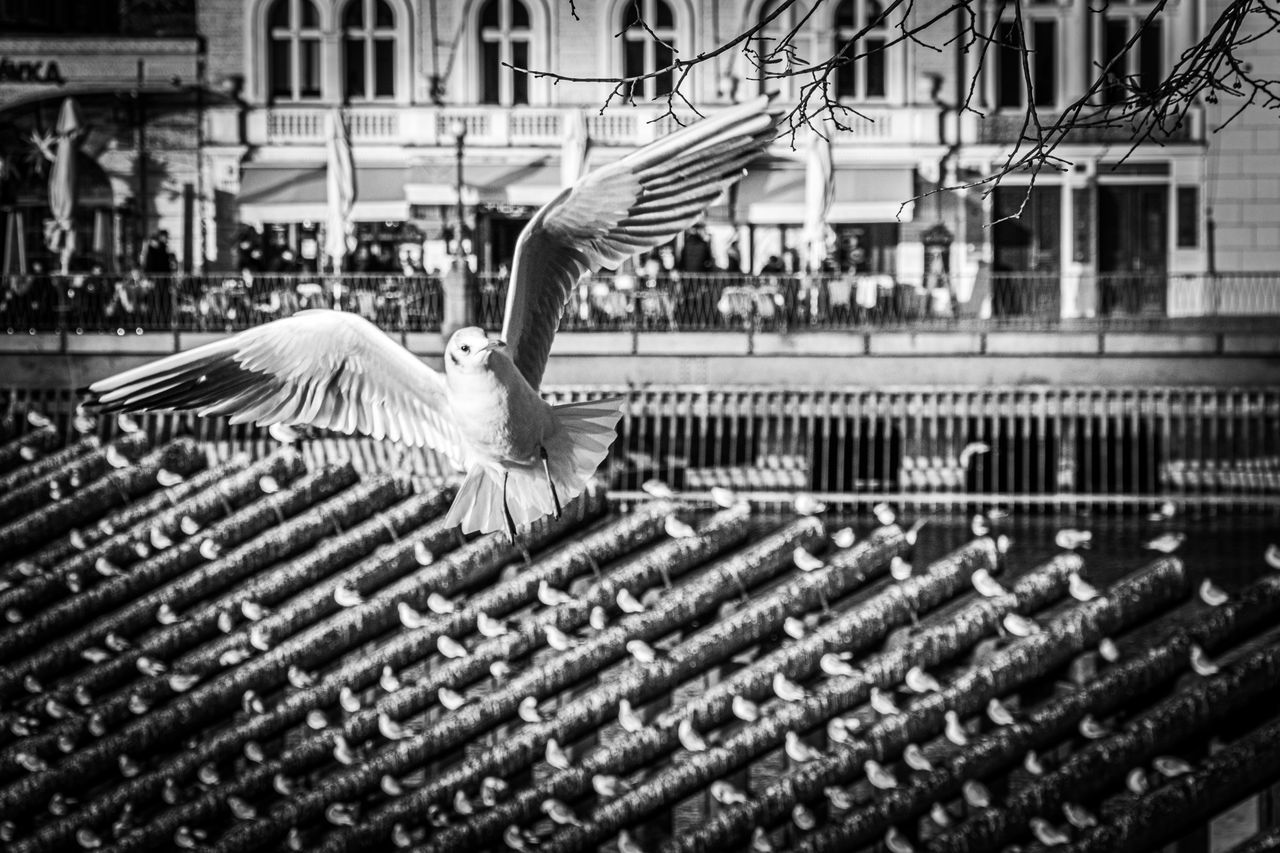 animal themes, bird, animal, one animal, vertebrate, flying, architecture, spread wings, animals in the wild, animal wildlife, built structure, focus on foreground, day, building exterior, no people, nature, city, building, close-up, outdoors, seagull, flapping