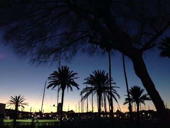 Palm trees at sunset