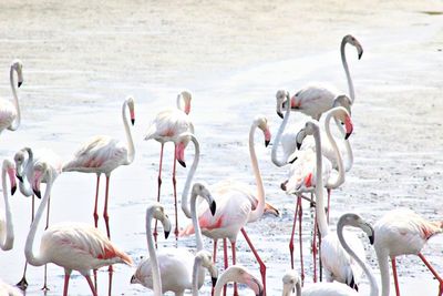 Flock of birds in the lake