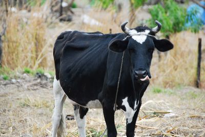 Cow standing in a field