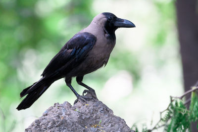 Close-up of crow