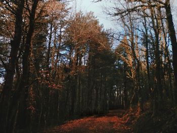 Trees in forest against sky