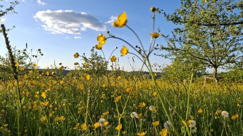 Close-up of yellow flowering plants on field against sky