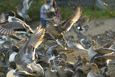 High angle view of birds in lake