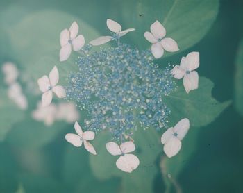 Close-up of white flowers