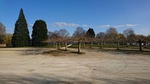 Trees on field against blue sky