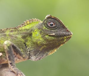 Close-up of a lizard