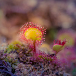 A beautiful sundew growing in the wetlands. sundew plant leaves. carnivorous plant.