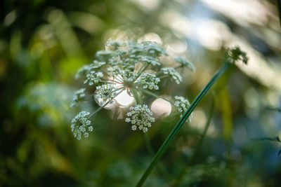 Close-up of flowers blooming outdoors