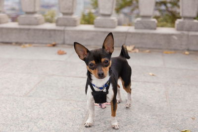 Tiny unleashed tricolor chihuahua staring intently while standing on stone terrace