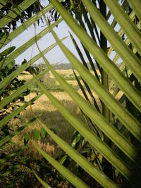Close-up of plant growing in field